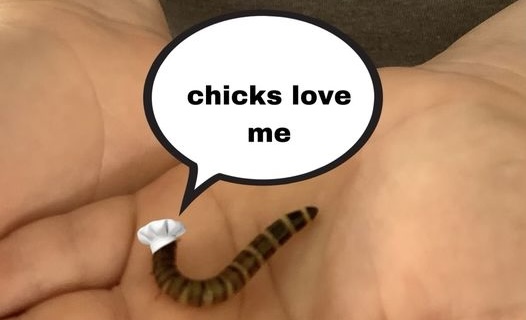 chicks love me - cropped